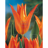 Hectarul - Bulbi de lalea Ballerina, 5 bulbi